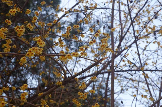 雨水降，萬(wàn)物蘇(圖3)